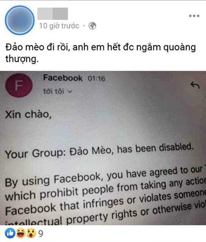 Đảo Mèo - group có đến hơn 2 triệu thành viên nổi tiếng nhất nhì MXH về thú cưng bất ngờ biến mất, xôn xao tin dàn admin bị tố bóc lột thú cưng, lừa đảo quyên góp?-3