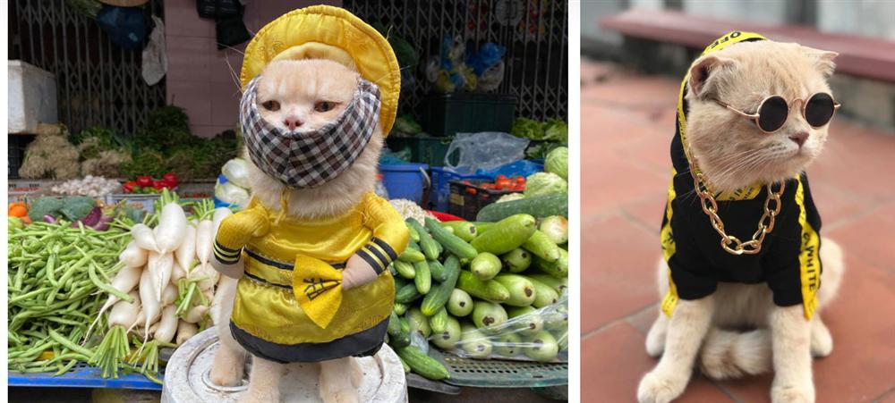 Đảo Mèo - group có đến hơn 2 triệu thành viên nổi tiếng nhất nhì MXH về thú cưng bất ngờ biến mất, xôn xao tin dàn admin bị tố bóc lột thú cưng, lừa đảo quyên góp?-9