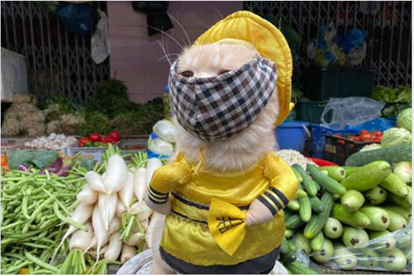 Bóc giá dàn thú cưng của hội trai xinh gái đẹp: Nghìn đô là chuyện bình thường, thần thái sang chảnh đã nói lên tất cả-43