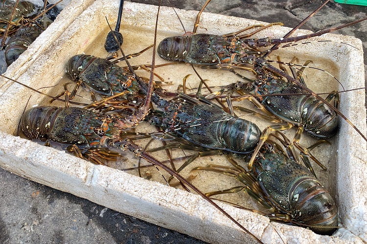 Tôm hùm xanh giá rẻ bán đầy vỉa hè, dân tranh nhau mua-2