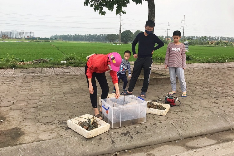 Tôm hùm xanh giá rẻ bán đầy vỉa hè, dân tranh nhau mua-5