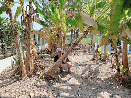 Showbiz đóng băng, Minh Luân bỏ phố về quê cải tạo nhà vườn rộng 3.000m2-2