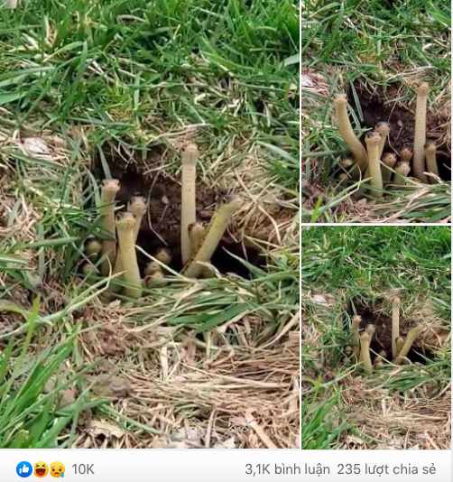 Đang ở nhà cách ly xã hội thì nghe loáng thoáng đâu đó có drama, hình ảnh gia đình bé Na mải hóng hớt khiến dân mạng cười lăn lộn-1