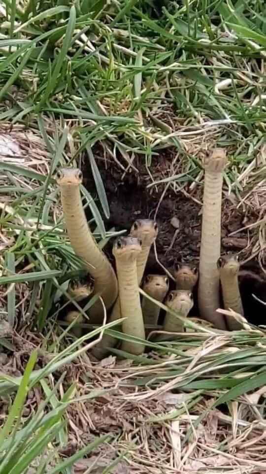 Đang ở nhà cách ly xã hội thì nghe loáng thoáng đâu đó có drama, hình ảnh gia đình bé Na mải hóng hớt khiến dân mạng cười lăn lộn-2