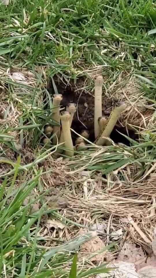 Đang ở nhà cách ly xã hội thì nghe loáng thoáng đâu đó có drama, hình ảnh gia đình bé Na mải hóng hớt khiến dân mạng cười lăn lộn-3