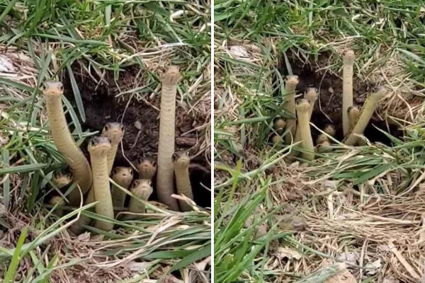 Clip cận cảnh bé Na” khổng lồ bị nhiều người ở Vĩnh Long vây bắt khi đang lang thang tìm đường về nhà-2