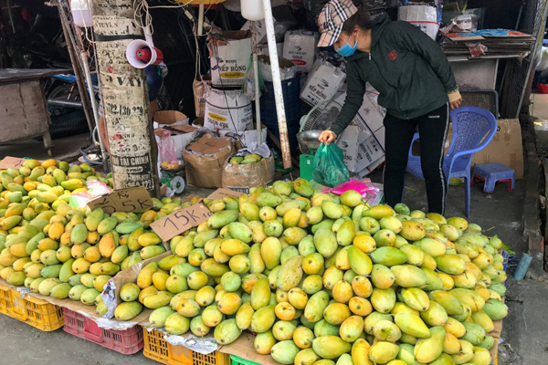 Xoài Sơn La rụng trắng vườn chỉ 1.000 đồng/kg, cho không ai lấy-4