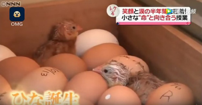 Lớp học ở Nhật gây phẫn nộ vì bắt học sinh giết mổ và ăn thịt con vật do chính tay mình nuôi-4