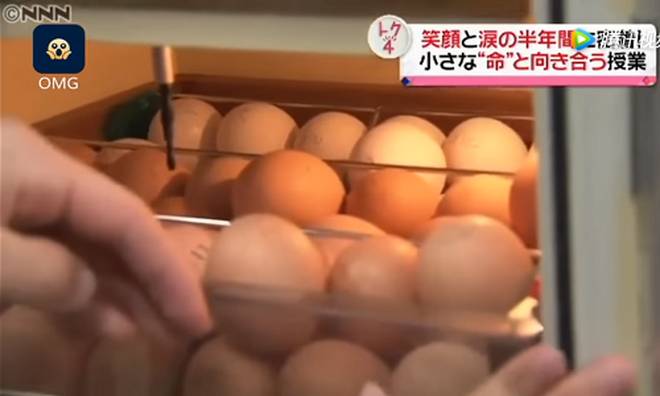 Lớp học ở Nhật gây phẫn nộ vì bắt học sinh giết mổ và ăn thịt con vật do chính tay mình nuôi-5