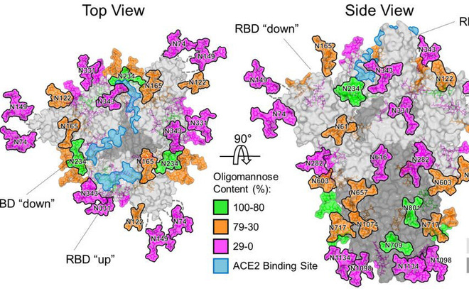 Phát hiện cách virus SARS-CoV-2 ngụy trang nhằm qua mặt hệ miễn dịch-1