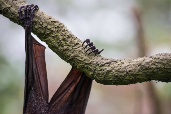 Vì sao dơi - siêu vật chủ mang nhiều virus gây bệnh mà vẫn sống khỏe?-1