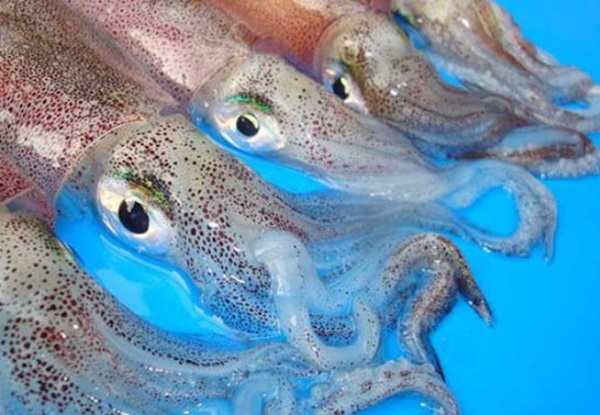 How to choose fresh and high-quality squid