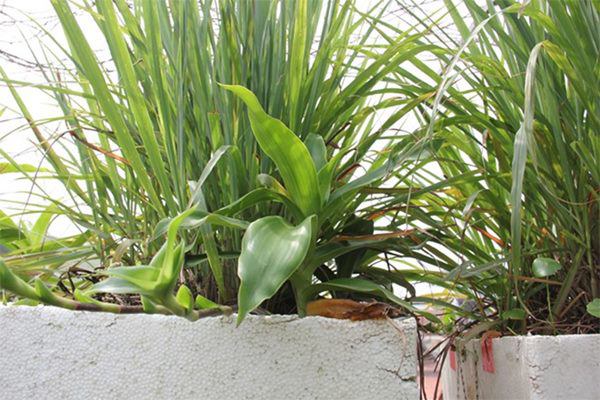 Mẹo diệt muỗi chỉ với một lon bia, vỏ cam hiệu quả hơn dùng bình xịt-3