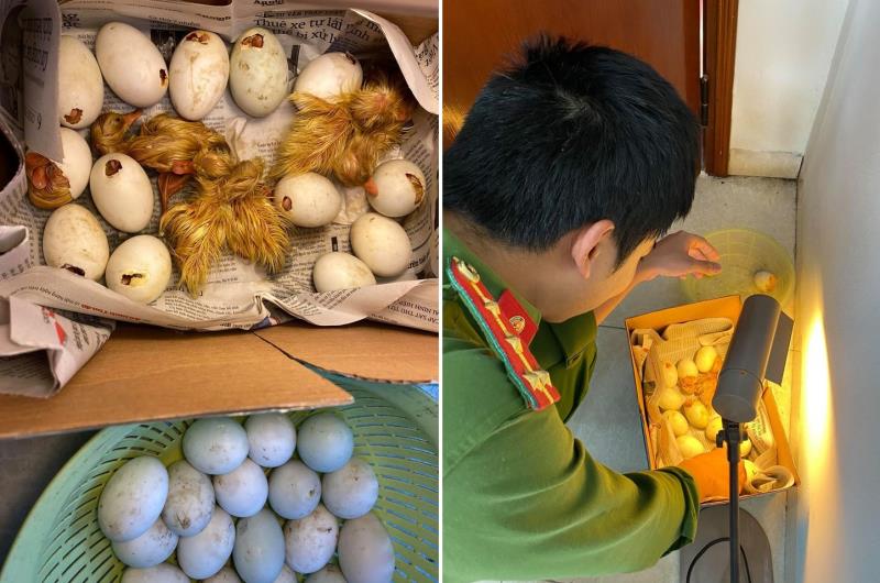 Dân tặng quà quý, chiến sĩ công an thành bảo mẫu bất đắc dĩ của đàn vịt-1