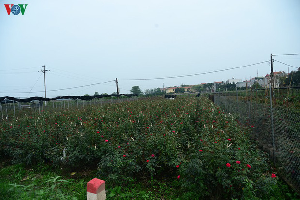 Cho phép mỗi gia đình ở Hạ Lôi có một người ra đồng thu hoạch hoa-1