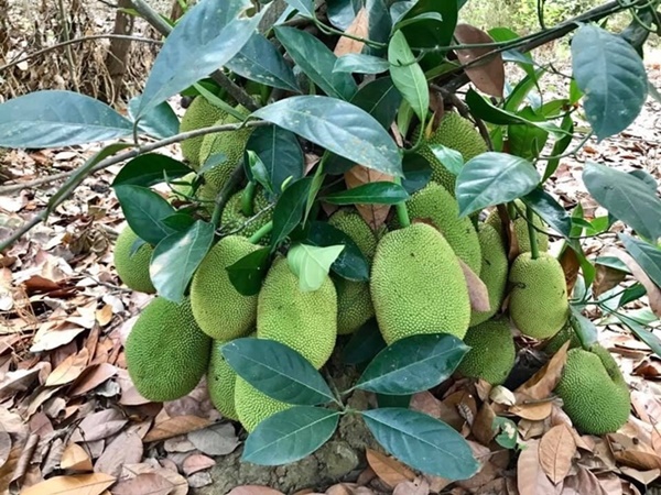 Quyền Linh và nhiều sao Việt chăm vườn trái cây khi về quê-8