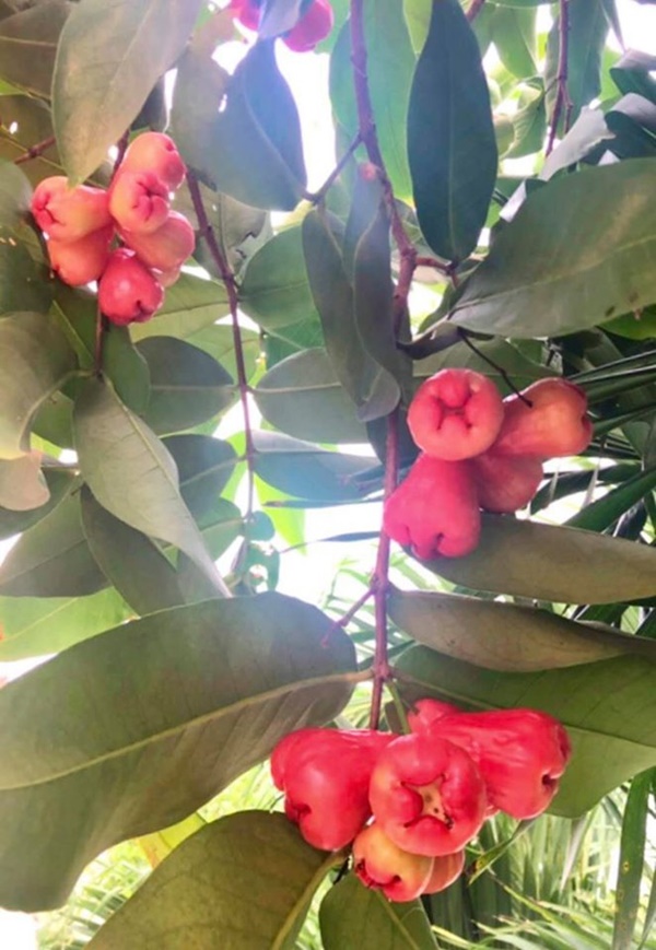 Quyền Linh&nbsp;và nhiều sao Việt chăm vườn trái cây khi về quê-15