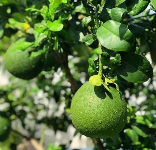 Quyền Linh và nhiều sao Việt chăm vườn trái cây khi về quê-14