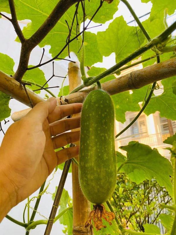 Thành Đạt tận dụng đất trống để trồng rau, thành quả khiến Hải Băng và các con thích thú-3