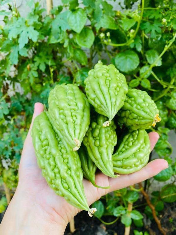 Thành Đạt tận dụng đất trống để trồng rau, thành quả khiến Hải Băng và các con thích thú-4