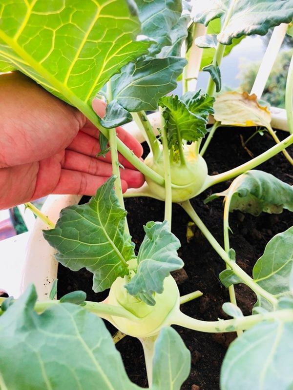 Thành Đạt tận dụng đất trống để trồng rau, thành quả khiến Hải Băng và các con thích thú-5