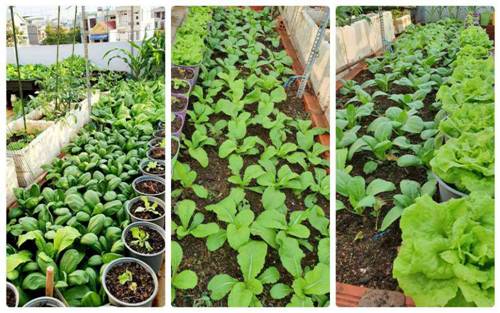 Mướt mắt vườn rau sạch tự cung tự cấp trong mùa dịch của mẹ đảm Vũng Tàu-4