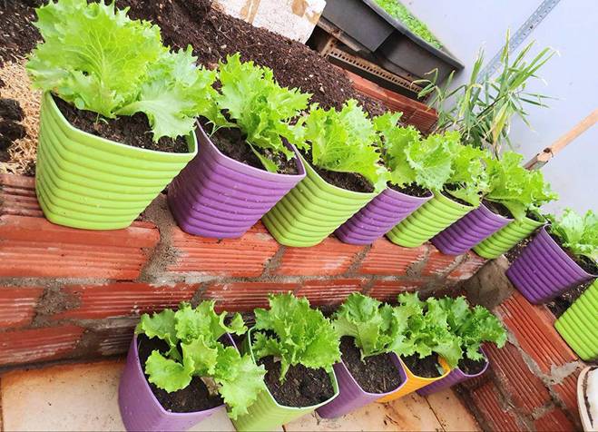 Mướt mắt vườn rau sạch tự cung tự cấp trong mùa dịch của mẹ đảm Vũng Tàu-5