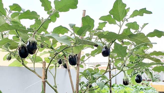 Mướt mắt vườn rau sạch tự cung tự cấp trong mùa dịch của mẹ đảm Vũng Tàu-6