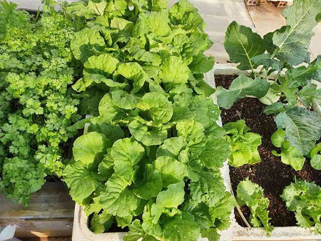 Mướt mắt vườn rau sạch tự cung tự cấp trong mùa dịch của mẹ đảm Vũng Tàu-7