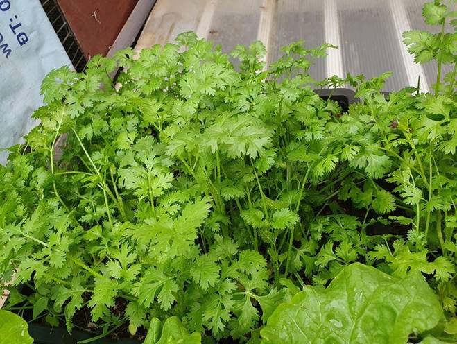 Mướt mắt vườn rau sạch tự cung tự cấp trong mùa dịch của mẹ đảm Vũng Tàu-9