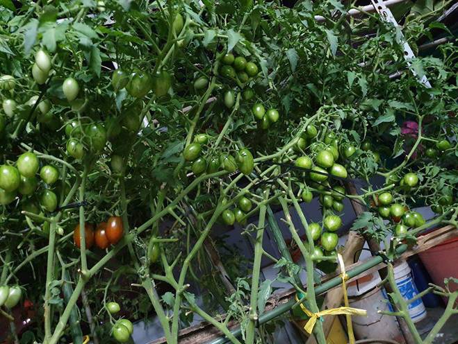 Mướt mắt vườn rau sạch tự cung tự cấp trong mùa dịch của mẹ đảm Vũng Tàu-10