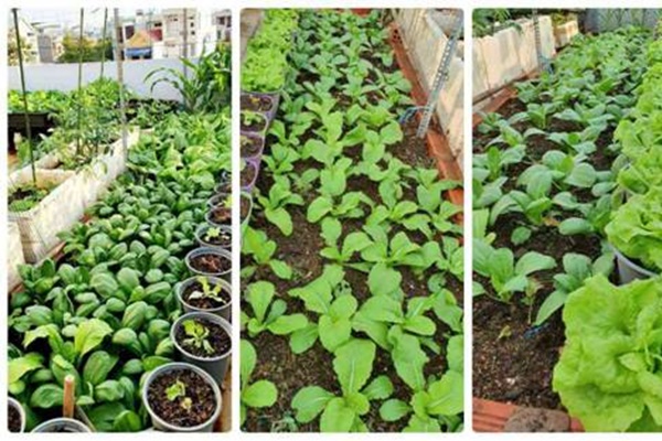 MC Đại Nghĩa làm vườn rau thủy canh trên sân thượng, mướt mắt không kém nhà Lý Hải-12