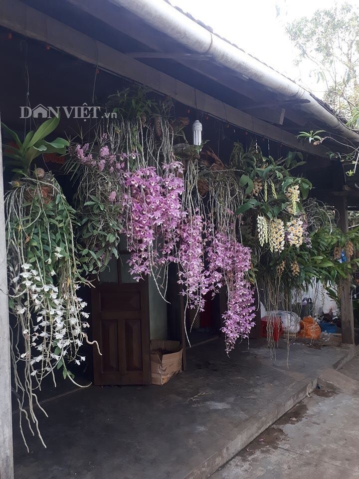Thềm nhà treo toàn hoa lan rừng quý hiếm của trai 9X tỉnh Đắk Nông-1