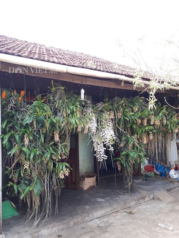 Thềm nhà treo toàn hoa lan rừng quý hiếm của trai 9X tỉnh Đắk Nông-5