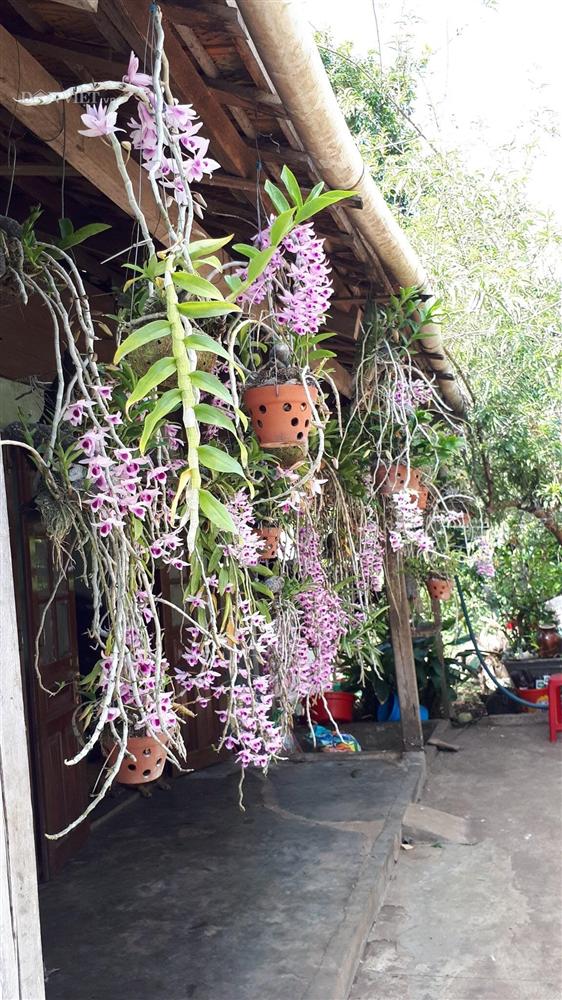 Thềm nhà treo toàn hoa lan rừng quý hiếm của trai 9X tỉnh Đắk Nông-6