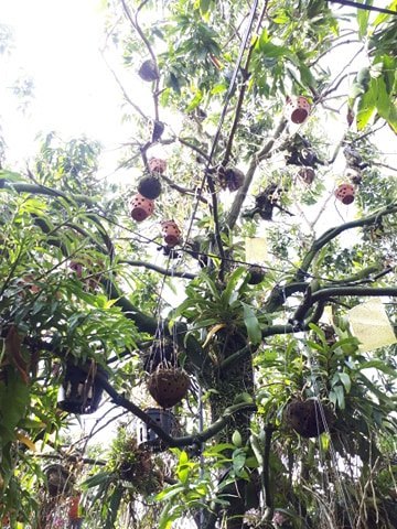 Thềm nhà treo toàn hoa lan rừng quý hiếm của trai 9X tỉnh Đắk Nông-7