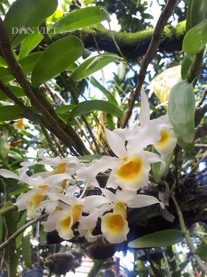 Thềm nhà treo toàn hoa lan rừng quý hiếm của trai 9X tỉnh Đắk Nông-8