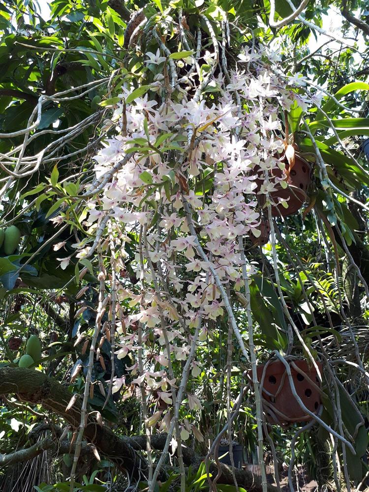 Thềm nhà treo toàn hoa lan rừng quý hiếm của trai 9X tỉnh Đắk Nông-9