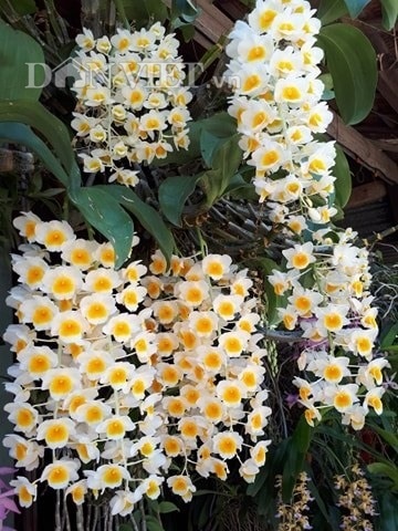 Thềm nhà treo toàn hoa lan rừng quý hiếm của trai 9X tỉnh Đắk Nông-10