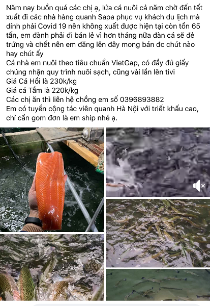 Cá hồi Sa Pa giảm giá sốc vẫn ế: Gian nan trong việc giải cứu tại Hà Nội-2