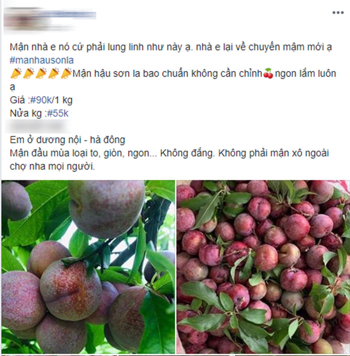 Mận hậu Sơn La đầu mùa bao to, giòn, ngon giá 100 ngàn/kg vẫn hút khách mua, bán online được vài chục kg/ngày-1