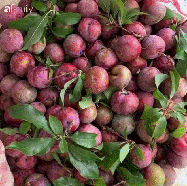 Mận hậu Sơn La đầu mùa bao to, giòn, ngon giá 100 ngàn/kg vẫn hút khách mua, bán online được vài chục kg/ngày-4