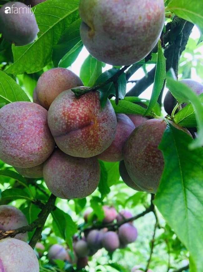 Mận hậu Sơn La đầu mùa bao to, giòn, ngon giá 100 ngàn/kg vẫn hút khách mua, bán online được vài chục kg/ngày-2