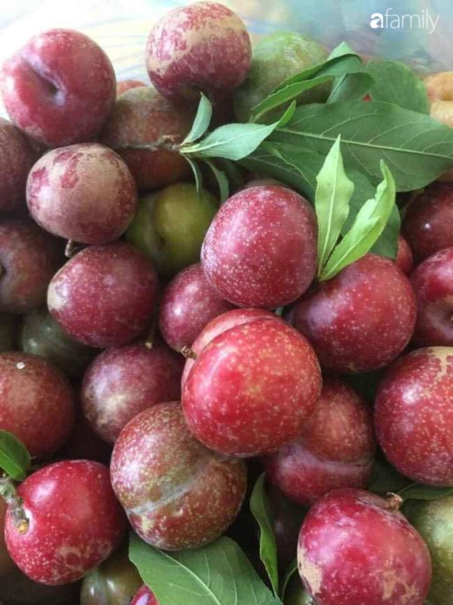 Mận hậu Sơn La đầu mùa bao to, giòn, ngon giá 100 ngàn/kg vẫn hút khách mua, bán online được vài chục kg/ngày-3