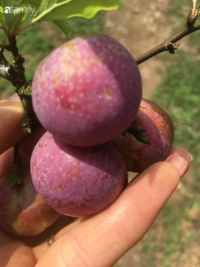 Mận hậu Sơn La đầu mùa bao to, giòn, ngon giá 100 ngàn/kg vẫn hút khách mua, bán online được vài chục kg/ngày-5