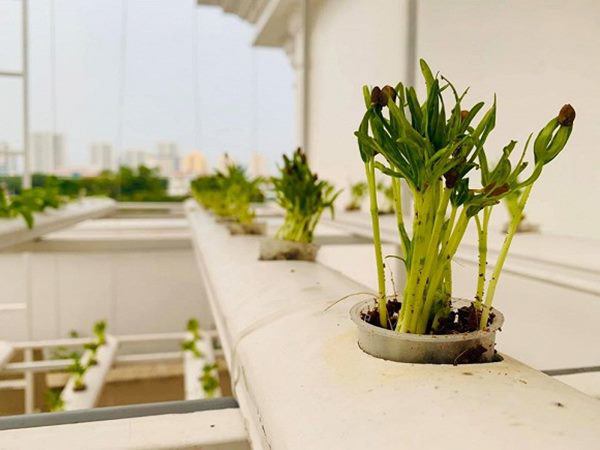 MC Đại Nghĩa làm vườn rau thủy canh trên sân thượng, mướt mắt không kém nhà Lý Hải-2