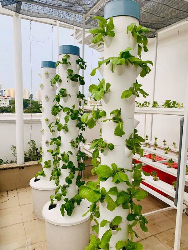 MC Đại Nghĩa làm vườn rau thủy canh trên sân thượng, mướt mắt không kém nhà Lý Hải-3