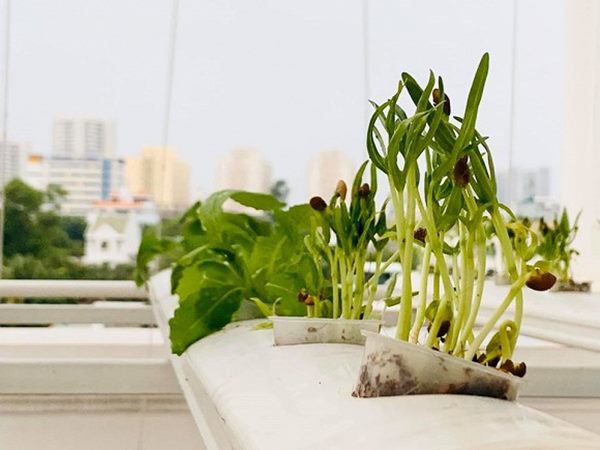 MC Đại Nghĩa làm vườn rau thủy canh trên sân thượng, mướt mắt không kém nhà Lý Hải-5