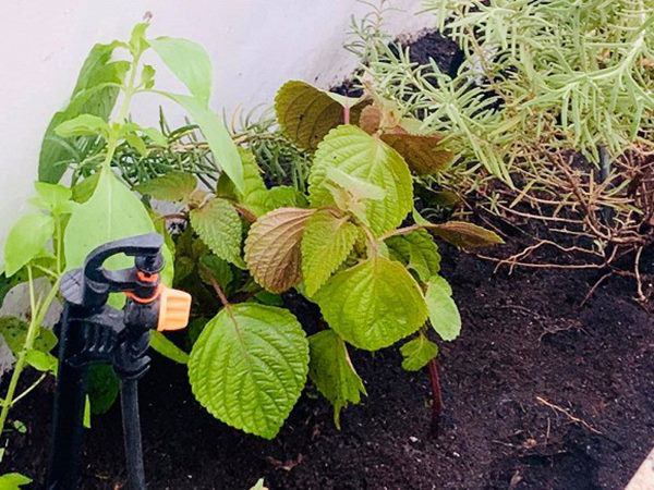 MC Đại Nghĩa làm vườn rau thủy canh trên sân thượng, mướt mắt không kém nhà Lý Hải-6