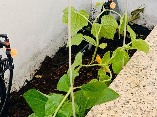 MC Đại Nghĩa làm vườn rau thủy canh trên sân thượng, mướt mắt không kém nhà Lý Hải-7